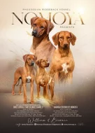 Rhodéský ridgeback - štěňata