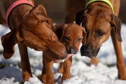Rhodéský ridgeback - štěňata