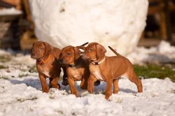 Rhodéský ridgeback - štěňata