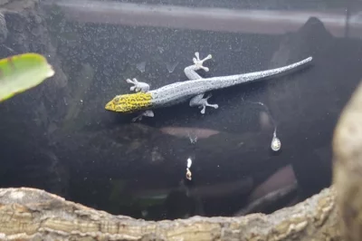Lygodactylus picturatus zanzibar 2.0