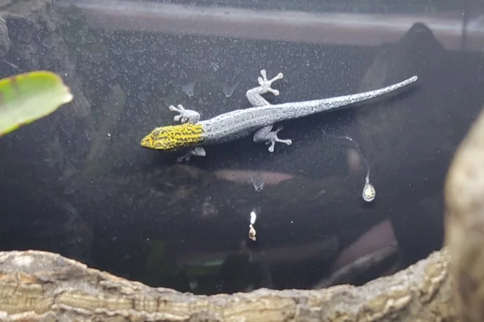 Lygodactylus picturatus zanzibar 2.0