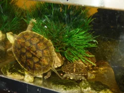 Vodní želvy z vlastního odchovu