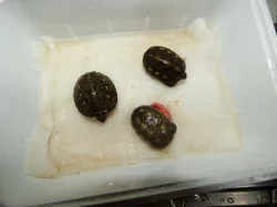 Vodní želvy z vlastního odchovu