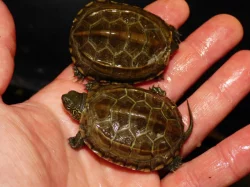 Vodní želvy z vlastního odchovu