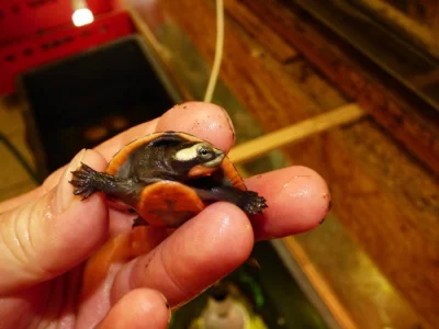 Vodní želvy z vlastního odchovu