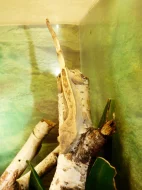 Pagekon řasnatý (Coreolophus ciliatus)