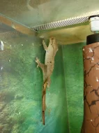 Pagekon řasnatý (Coreolophus ciliatus)