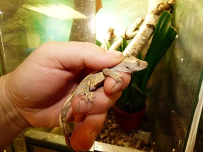 Pagekon řasnatý (Coreolophus ciliatus)