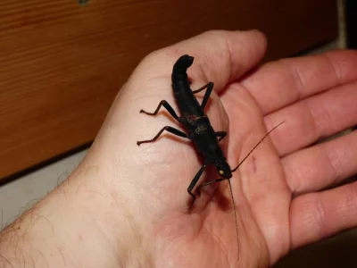 Strašilky ďábelské (Peruphasma sultei) dospělé páry