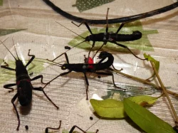 Strašilky ďábelské (Peruphasma sultei) dospělé páry