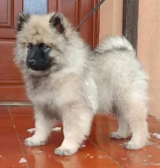 Německý špic vlčí / keeshond prodám štěňata s PP