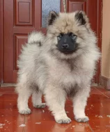 Německý špic vlčí / keeshond prodám štěňata s PP