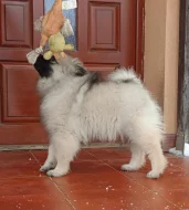 Německý špic vlčí / keeshond prodám štěňata s PP