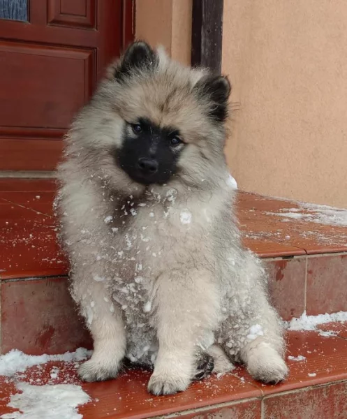 Německý špic vlčí / keeshond prodám štěňata s PP