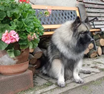 Německý špic vlčí / keeshond prodám štěňata s PP