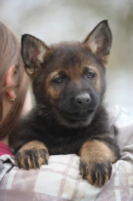 Prodám vlkošedé fenky NO s PP