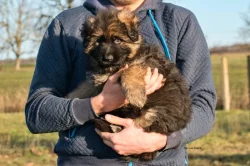 NĚMECKÝ OVČÁK  S PP