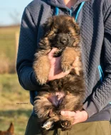 NĚMECKÝ OVČÁK  S PP