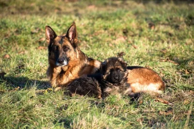 NĚMECKÝ OVČÁK  S PP