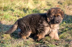 NĚMECKÝ OVČÁK  S PP