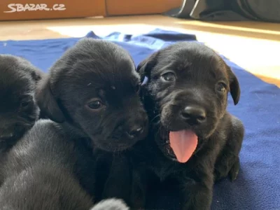 Nabízím štěňatka Labradorského retrivra,čistokrevna!!!