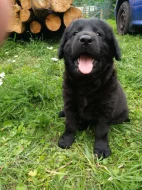 Nabízím štěňatka Labradorského retrivra,čistokrevna!!!