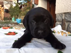 Nabízím štěňatka Labradorského retrivra,čistokrevna!!!