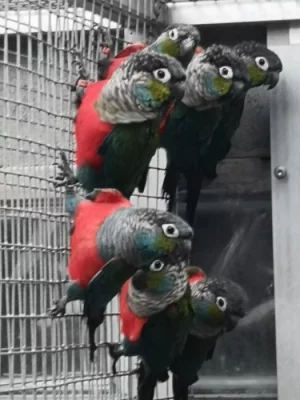 Pyrura červenobříchý