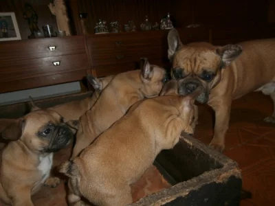 FRANCOUZSKÝ BULDOČEK