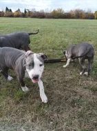 Amstaff s PP