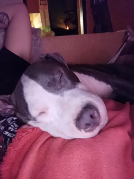 Amstaff s PP