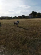 Amstaff s PP