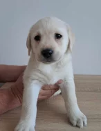 Smetanová štěňátka labradora s PP