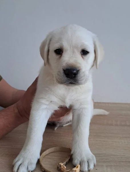 Smetanová štěňátka labradora s PP