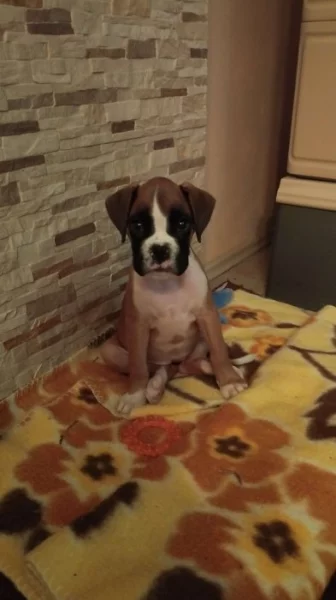 Prodej štěněte německého boxera