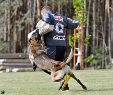fenky s PP  belgického ovčáka malinois
