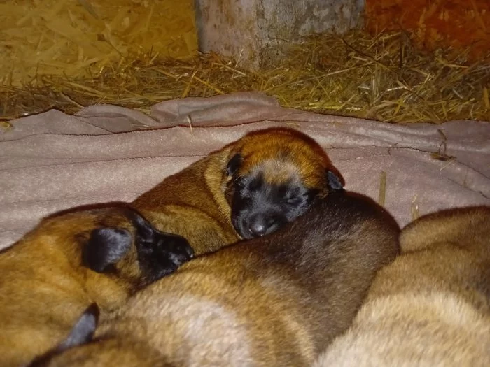 fenky s PP  belgického ovčáka malinois