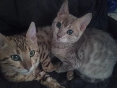 Bengálská čistokrevná kotátka 3,5 měsíční s PP