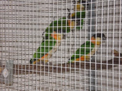 Amazonek černotemenný a bělobřichý