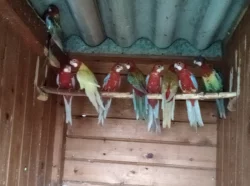 KORELA, ROSELA PESTRÁ, PAPOUŠEK ZPĚVAVÝ, ANDULKY