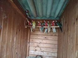 KORELA, ROSELA PESTRÁ, PAPOUŠEK ZPĚVAVÝ, ANDULKY