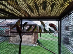 KORELA, ROSELA PESTRÁ, PAPOUŠEK ZPĚVAVÝ, ANDULKY