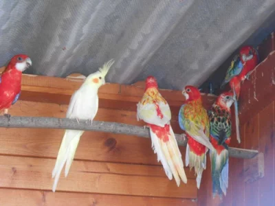 KORELA, ROSELA PESTRÁ, PAPOUŠEK ZPĚVAVÝ, ANDULKY