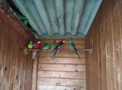 KORELA, ROSELA PESTRÁ, PAPOUŠEK ZPĚVAVÝ, ANDULKY