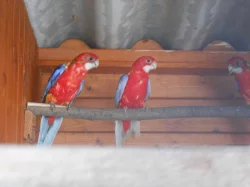KORELA, ROSELA PESTRÁ, PAPOUŠEK ZPĚVAVÝ, ANDULKY