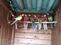 KORELA, ROSELA PESTRÁ, PAPOUŠEK ZPĚVAVÝ, ANDULKY