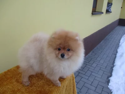 Pomeranian