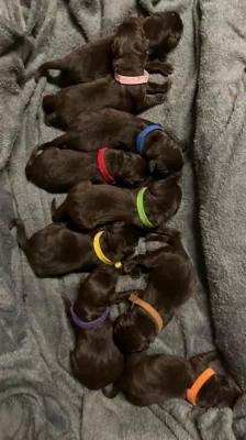 Štěňátka hnědý Labrador Retriever