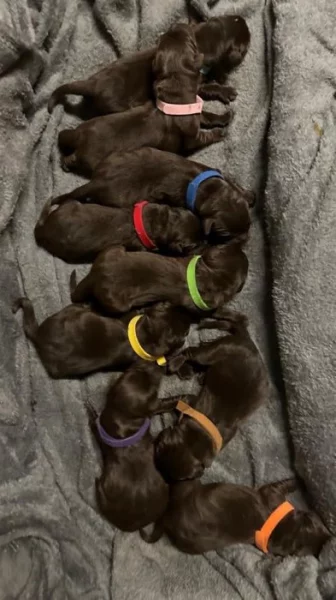 Štěňátka hnědý Labrador Retriever