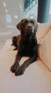 Štěňátka hnědý Labrador Retriever